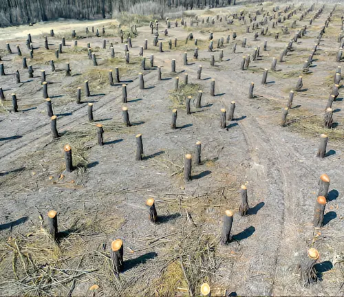 A clear-cut forest area with numerous tree stumps remaining, illustrating the clear-cutting method.