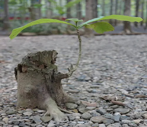 A tree stump with new shoots growing, illustrating the coppicing method of forest management.