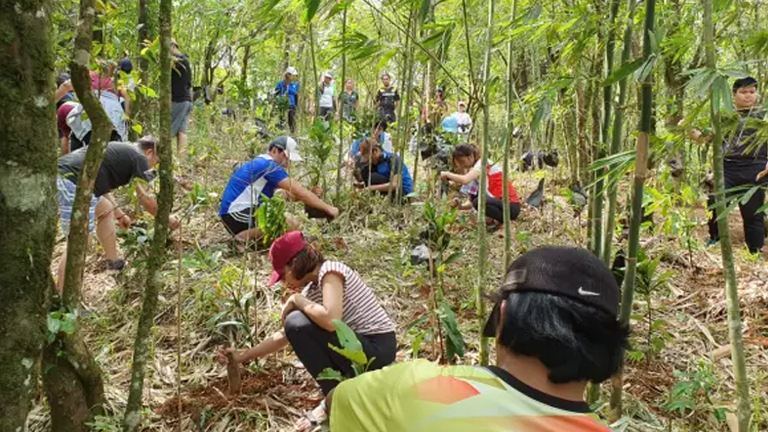 A group of volunteers is engaged in a tree-planting activity in a forest.