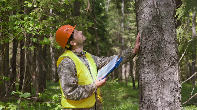 A forest manager wearing a safety vest and hard hat inspects a tree in a dense forest, holding a clipboard and looking up at the tree's canopy.
