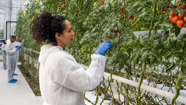 A conservation scientist in a greenhouse examines tomato plants while wearing protective gear.