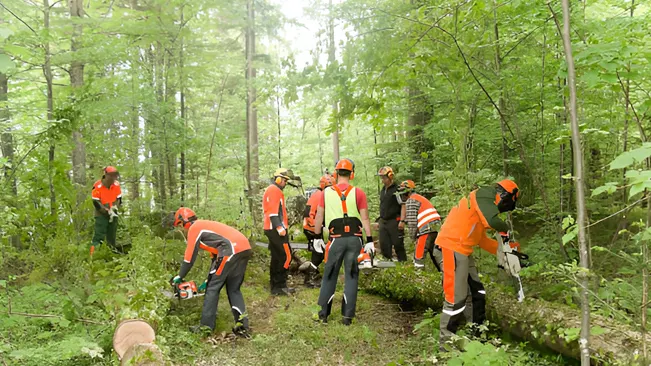 Interns and apprentices working together in a forest, learning practical skills with chainsaws.