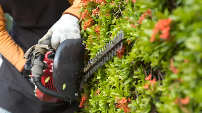 Trimming hedges as part of arboriculture maintenance for plant health and aesthetics.