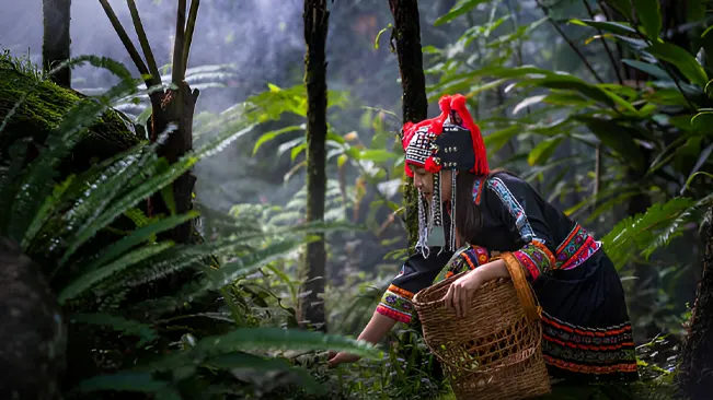 An indigenous woman in traditional attire gathers plants in a forest, demonstrating cultural sensitivity and empathy.