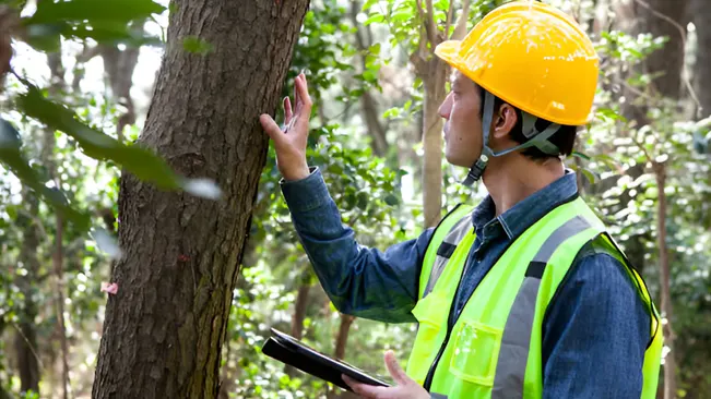 A forester wearing a hard hat and safety vest conducts forest inventory and measurement with a tablet.