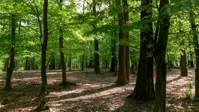 Forestry involves the management and conservation of wooded landscapes.