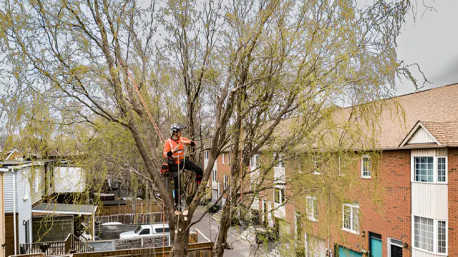 Arboriculture involves the cultivation and management of urban trees.