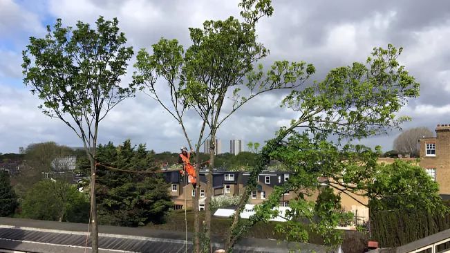 An arborist pruning tall trees in an urban environment.