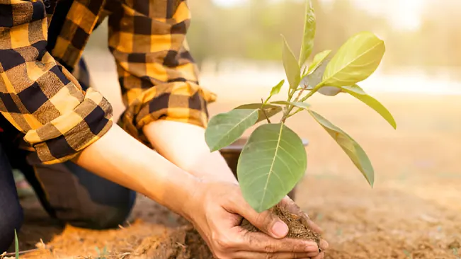 An agroforester planting a young tree to integrate agriculture and forestry.