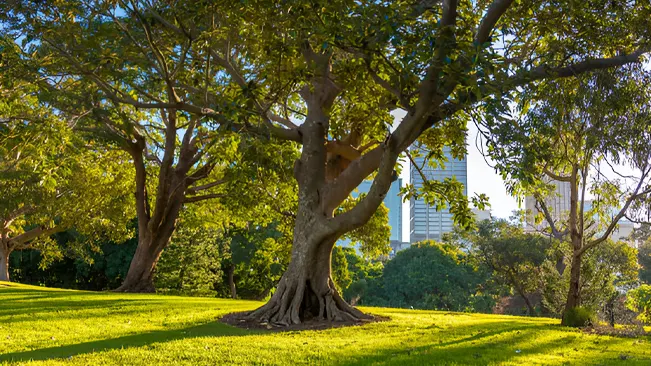 Careers in forestry and arboriculture involve managing and conserving urban trees.