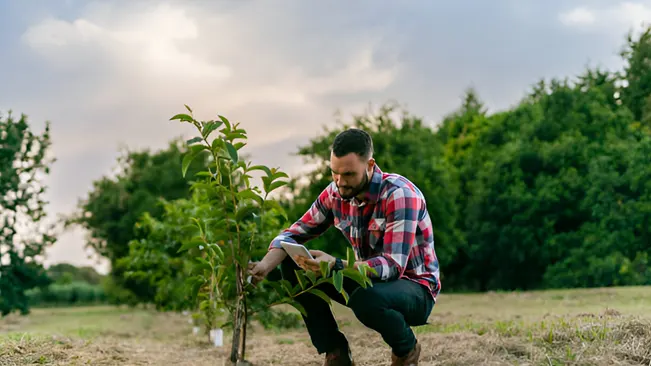 A man tending to a young tree as part of reforestation and afforestation efforts.