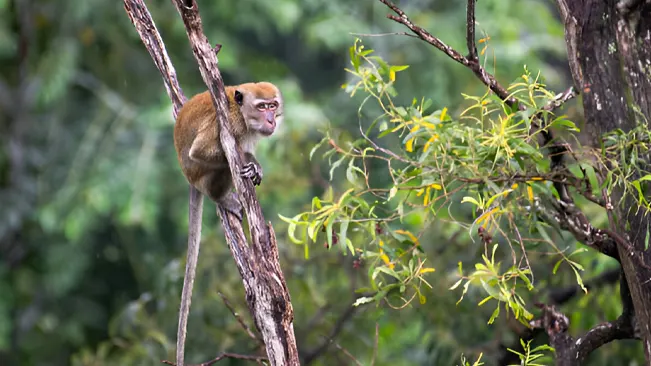 A monkey in a tree, illustrating the importance of effective wildlife management in forests.