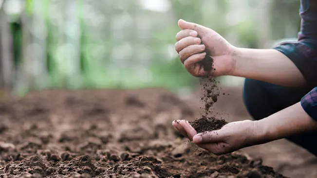 A person examining soil quality, emphasizing the importance of soil conservation practices.