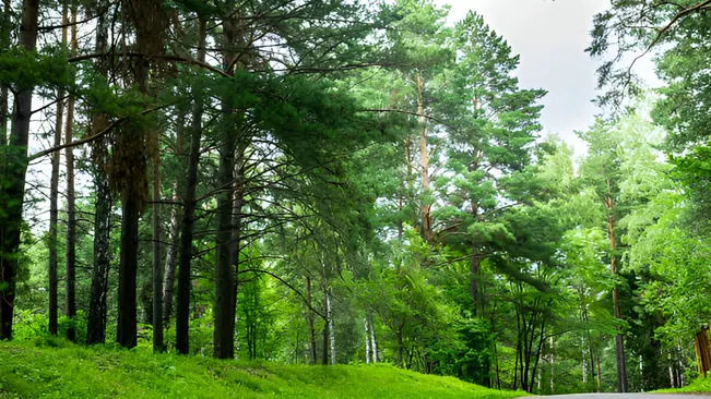 A healthy forest illustrating the results of essential forestry techniques and sustainable practices.