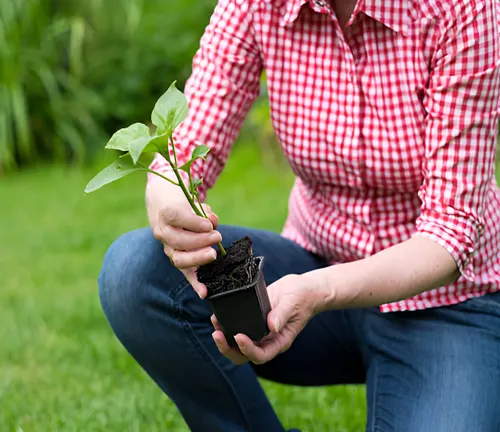 A person selecting a young plant for planting, emphasizing the importance of choosing the right tree.