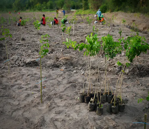 Young trees ready for planting, emphasizing the importance of selecting the ideal location for growth.