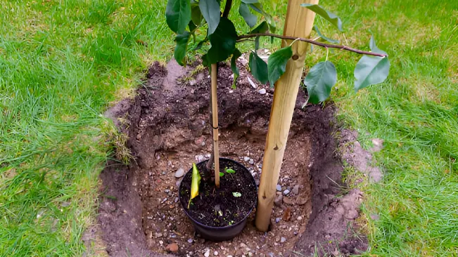 A young tree placed in a hole, ready for planting, demonstrating proper positioning techniques.