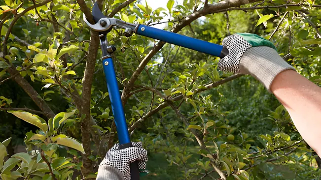 A person using pruning shears to trim branches, illustrating pruning and maintenance techniques.