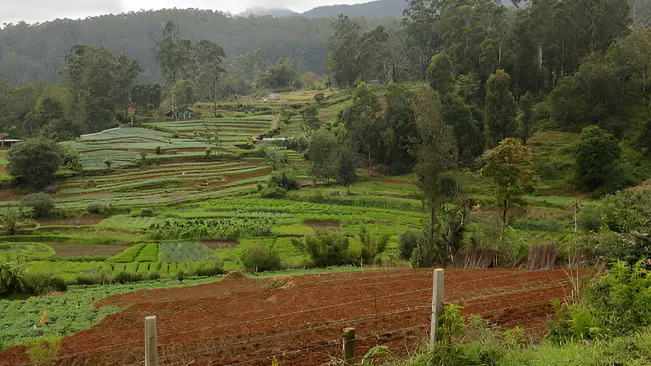 A landscape showcasing agroforestry practices with crops and trees integrated harmoniously.