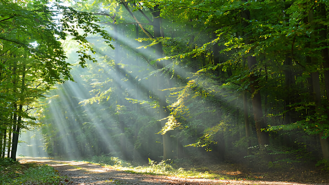 Sunlight filters through the dense forest, illustrating the beauty of sustainable forestry practices.