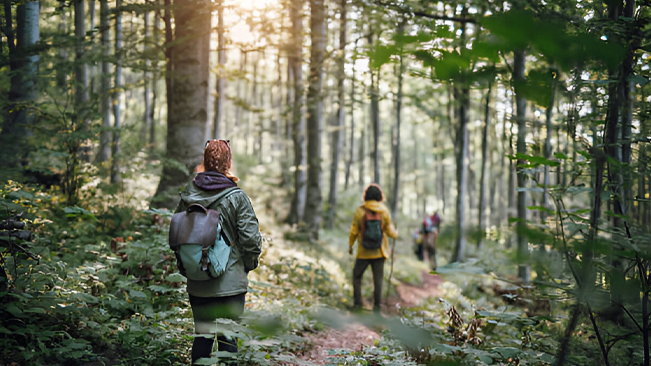 Hikers exploring a lush, sustainably managed forest, demonstrating the benefits of sustainable forestry.