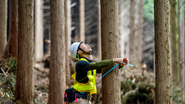 A forestry worker measuring trees as part of a selective logging process.