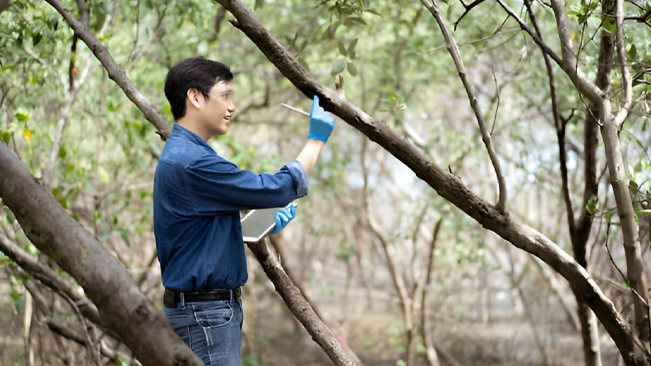 A forest manager assessing tree health as part of adaptive management practices.