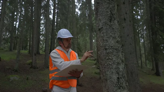 A forester conducting planning and assessment by examining a tree in the forest.