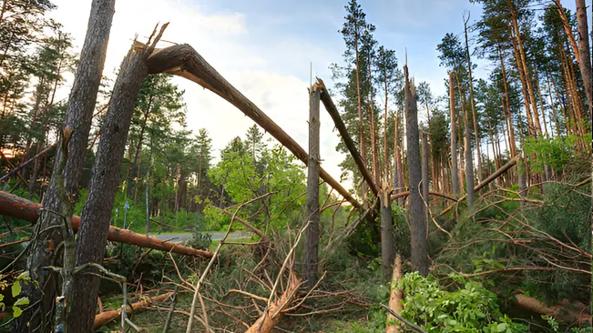 An image showing timber harvesting methods with machinery processing and transporting logs in a forest.