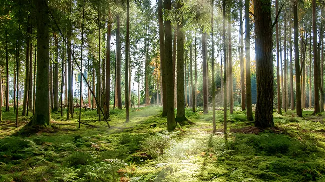 A lush forest demonstrating successful forest conservation strategies to protect natural resources and biodiversity.