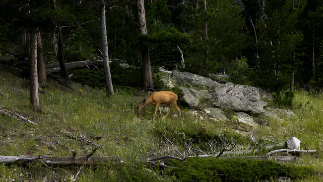 A deer grazing in a lush, rocky forest clearing, illustrating a thriving wildlife habitat with diverse vegetation.