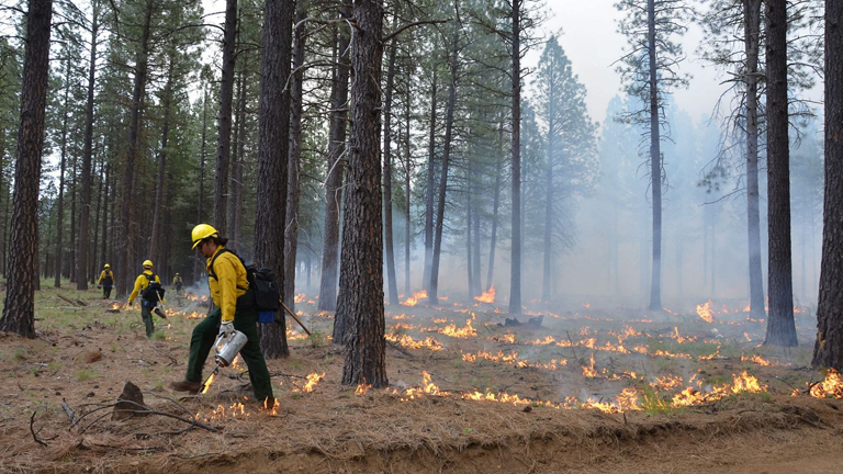 Firefighters conduct a controlled burn in a forest, with small flames on the ground and smoke in the air. They wear yellow protective gear and helmets, walking among tall pine trees.