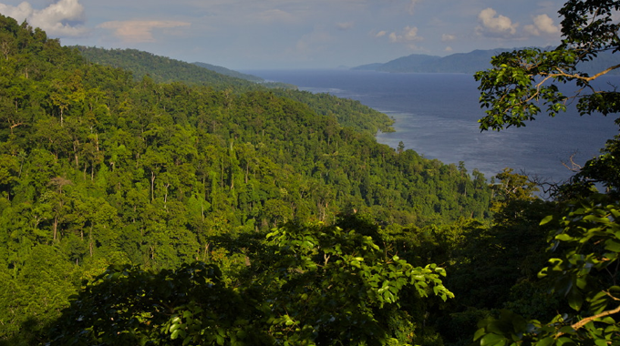 A scenic view of a dense tropical forest extending to the coastline, with lush green foliage and a clear blue sea in the background.