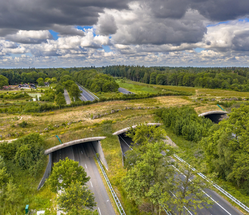 Aerial view of wildlife overpasses covered with vegetation, allowing animals to safely cross over a busy highway, surrounded by a lush forest landscape under a partly cloudy sky.