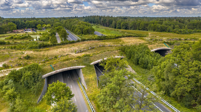 "Aerial view of wildlife crossings over a highway, featuring green bridges covered with vegetation that connect forested areas on either side, allowing safe passage for animals."