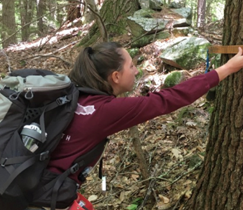 A woman in a maroon sweatshirt with a large backpack uses a measuring tape to measure the circumference of a tree in a forest. She is surrounded by trees and forest undergrowth, focused on her task.