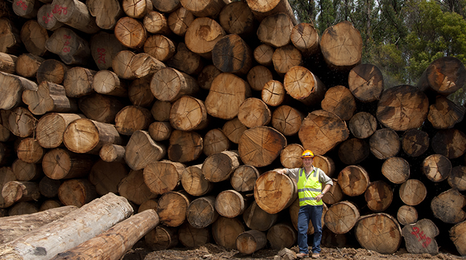 A worker in a high-visibility vest and hard hat standing beside a massive stack of freshly cut logs, showcasing the scale of logging activities and the volume of wood harvested.