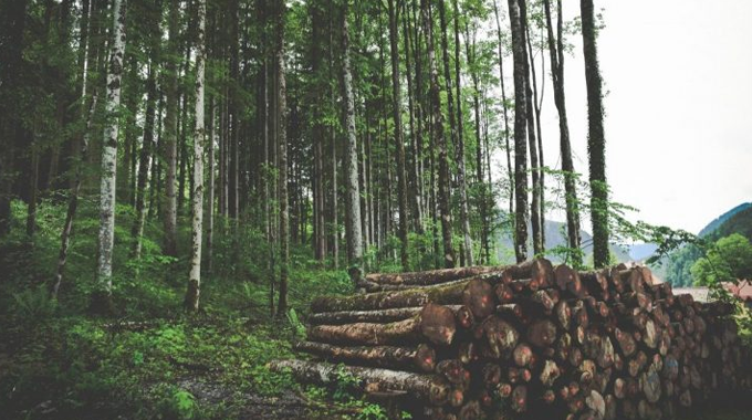 A stack of freshly cut logs piled neatly in a forest clearing, with tall, slender trees surrounding the area, illustrating logging activity within a managed forest.