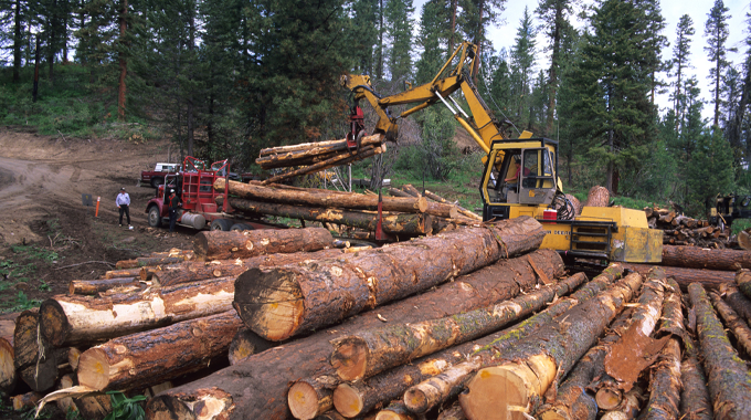 A logging machine with a mechanical arm is loading cut logs onto a truck in a forested area. Large piles of logs are visible in the foreground, and the forest extends into the background. Two people are observing the operation.