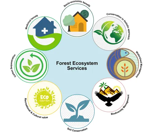 An infographic illustrating various forest ecosystem services, depicted in a circular arrangement around a central label "Forest Ecosystem Services." 
