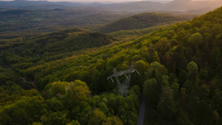 Effective Forest Management