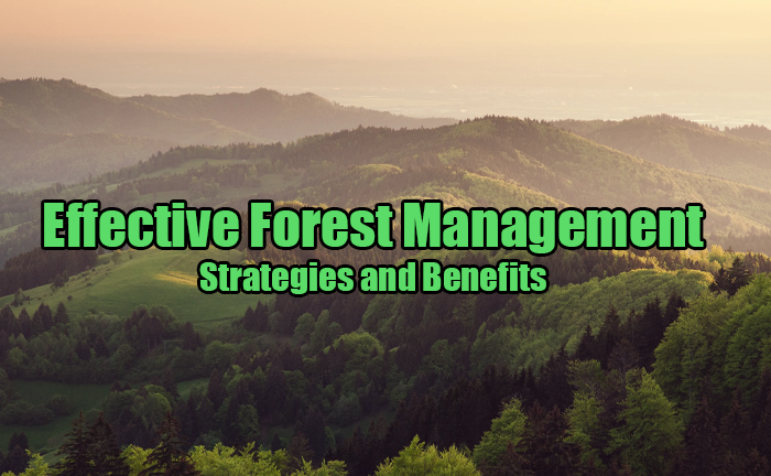 Effective Forest Management