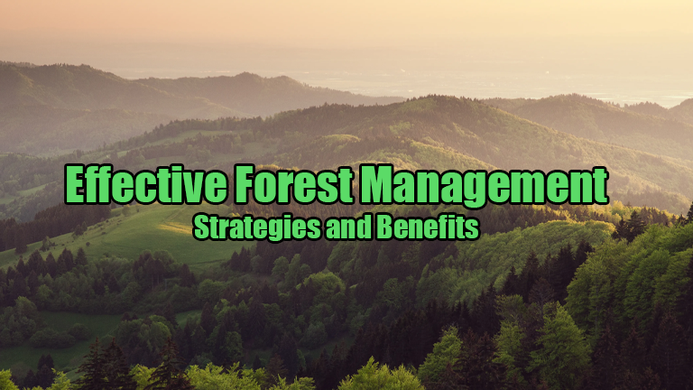 Effective Forest Management