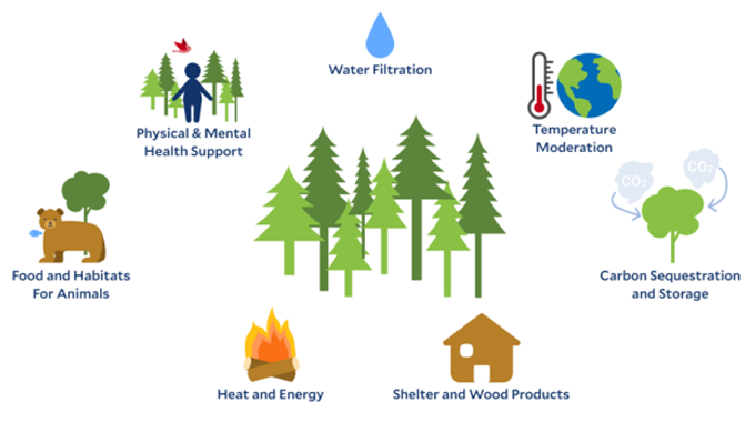 An infographic illustrating the multiple benefits of forests. Central trees represent the forest,