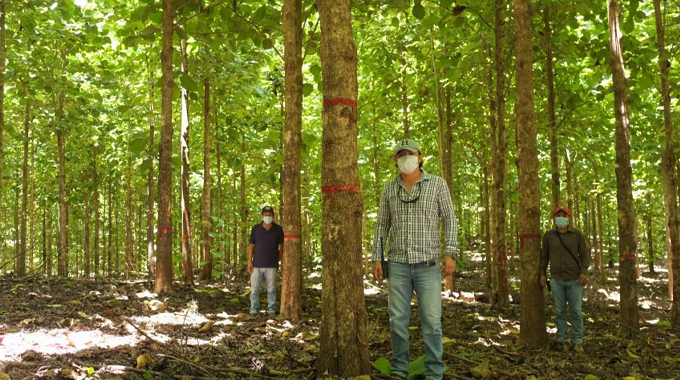 Three people wearing face masks are standing in a forested area among trees marked with red paint, likely indicating trees selected for logging or management activities.