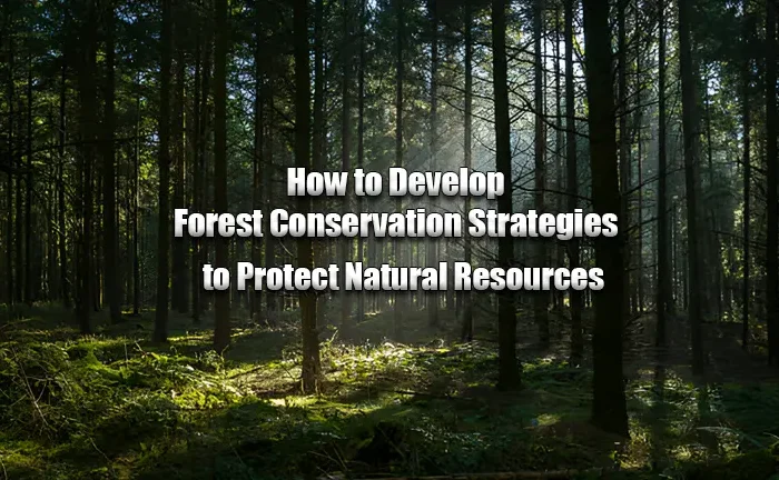 Forest Conservation: Strategies to Protect Natural Resources