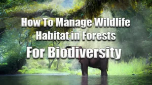 How to Manage Wildlife Habitat in Forests for Biodiversity featured image