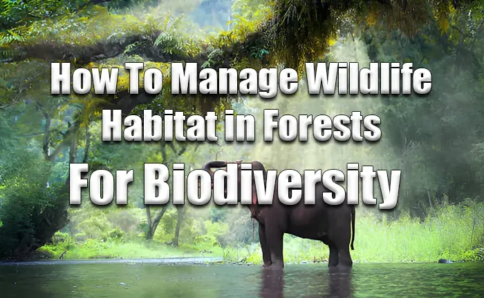 How to Manage Wildlife Habitat in Forests for Biodiversity