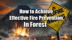 How to Achieve Effective Fire Prevention in Forests featured image