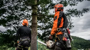 How to Start a Successful Forestry and Arboriculture Career featured image